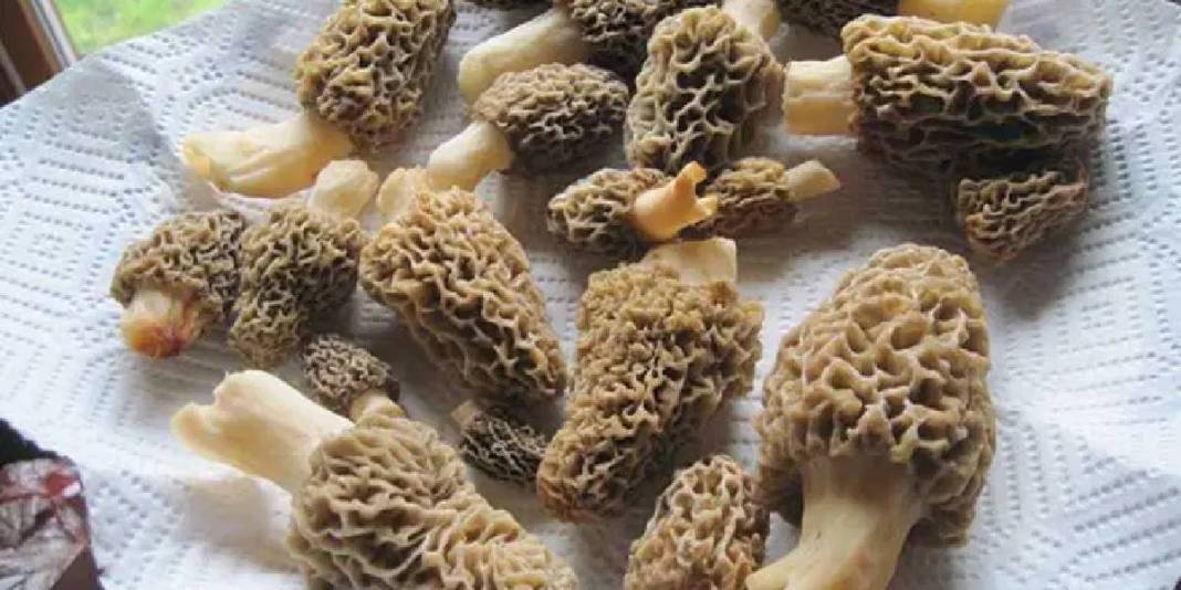 ‘Doğanın altını’ yok satıyor: Üretici hasattan sonra talebe yetişemiyor 4